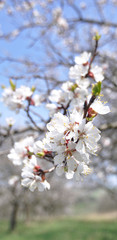 almond blossom in spring