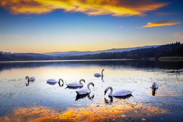 Fototapeta premium Białe łabędzie na kolorowym jeziorze