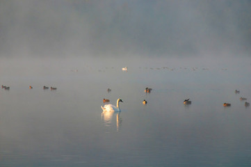 White swans on a colorful lake