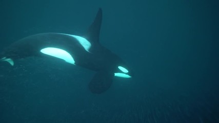 Orcas, killer whales hunting herrings in the fjords of northern Norway