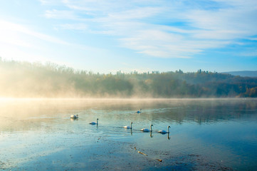 White swans on a colorful lake © mikhailgrytsiv