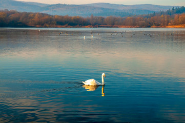 White swans on a colorful lake © mikhailgrytsiv