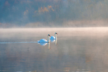 White swans on a colorful lake © mikhailgrytsiv