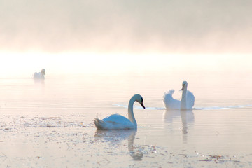 White swans on a colorful lake © mikhailgrytsiv