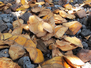Peel of Coconut Skin, Strewn On Gravel Ground