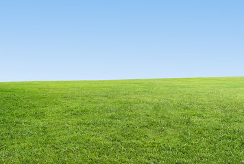 field of green grass and blue sky