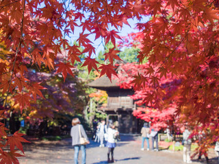 お寺と真っ赤な紅葉