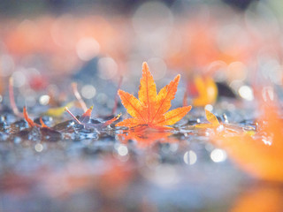 雨上がりの地面に落ちた紅葉