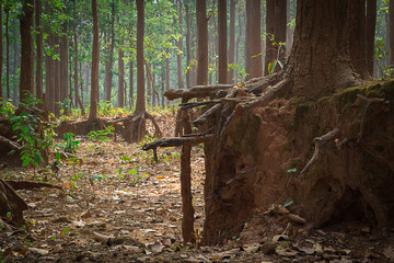 old tree roots and trunk