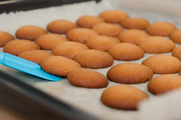 homemade shortbread cookies on a baking sheet