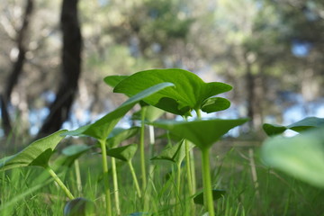 Plantas verdes