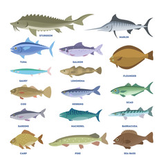 Fish set. Collection of the aquatic fauna