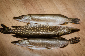 Freshly caught fish pike lying on the floor