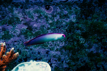 Naklejka na ściany i meble blur purple fire goby fish in blue background