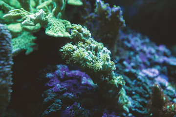 Naklejka na ściany i meble blur glow green neon corals in dark blue light aquarium