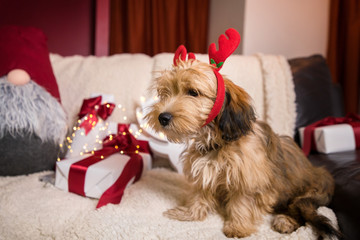 Lovely, cute puppy with reindeer antlers obediently sitting next to Christmas presents, gift boxes with red ribbons on white, fluffy, cozy blanket. Glowing reindeer decoration and fairy lights.