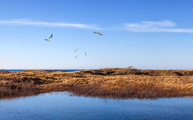 Düne und Priel mit Möwen an der Nordsee
