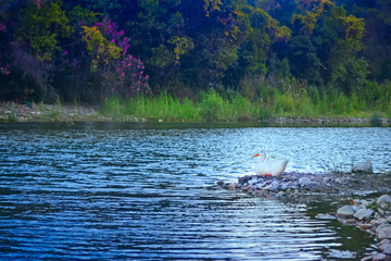 White cute duck is watching the river