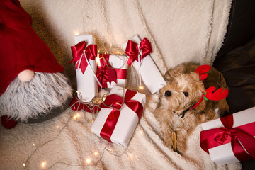 Lovely, cute puppy with reindeer antlers obediently sitting next to Christmas presents, gift boxes with red ribbons on white, fluffy, cozy blanket. Glowing reindeer decoration and fairy lights.