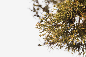 Juniper Tree Branches, Juniper Berries, Western Juniper Berry Tree