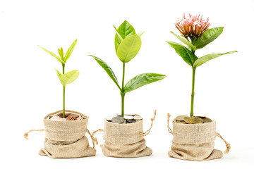 Investing, investing, investing and saving money with coins and deposits in the bank's concept. Pre-investment planning