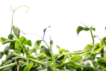 plant isolated on white background