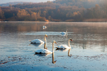 White swans on a colorful lake © mikhailgrytsiv