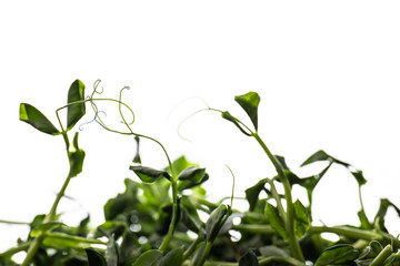 green plant isolated on white background