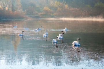 White swans on a colorful lake © mikhailgrytsiv