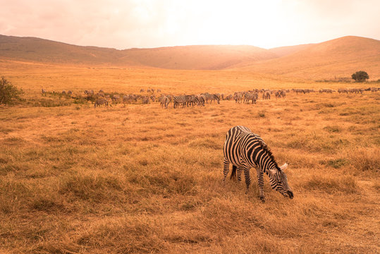 Fototapeta Herd of zebras in african savannah. Zebra with pattern of black and white stripes. Wildlife scene from nature in Africa. Safari in National Park Ngorongoro Crater, Tanzania.