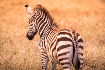 Young baby zebra with pattern of black and white stripes. Wildlife scene from nature in savannah, Africa. Safari in National Park of Tanzania.