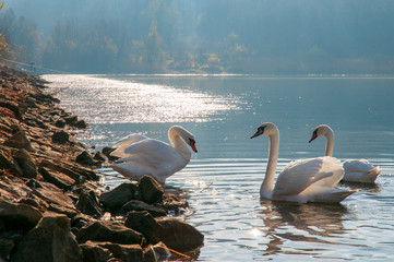 White swans on a colorful lake © mikhailgrytsiv