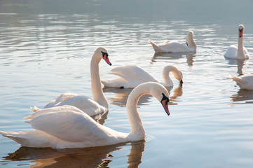 White swans on a colorful lake © mikhailgrytsiv