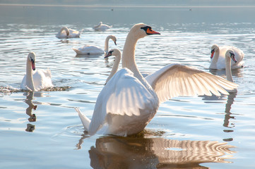 White swans on a colorful lake © mikhailgrytsiv