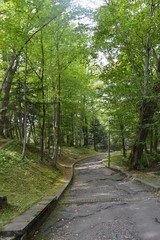 Fototapeta premium path in the park