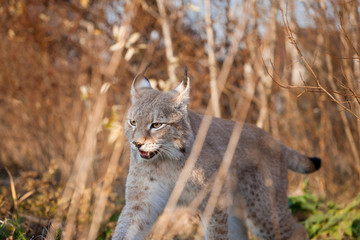 Naklejka na ściany i meble Abordable Eurasian Lynx, portrait in autumn field
