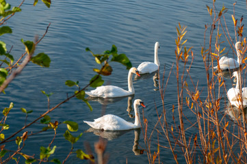 White swans on a colorful lake © mikhailgrytsiv