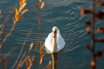 White swans on a colorful lake © mikhailgrytsiv