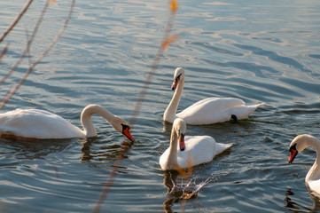 White swans on a colorful lake