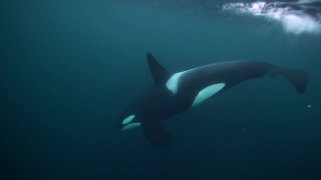 Orcas, killer whales hunting herrings in the fjords of northern Norway