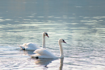 White swans on a colorful lake © mikhailgrytsiv
