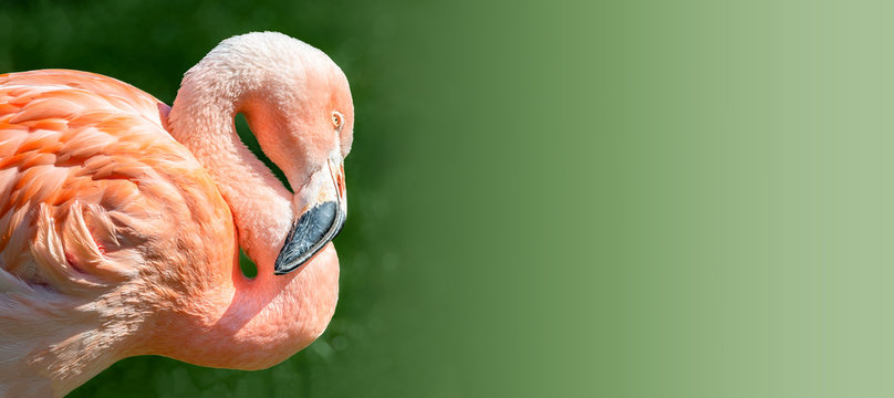 Fototapeta Resting rosy Chilean flamingo in sunset light at smooth green background, closeup, details