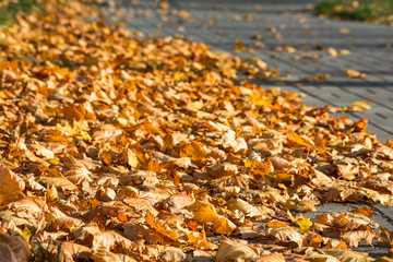 Background of yellow leaves on the pavement