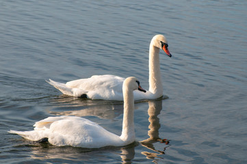 White swans on a colorful lake © mikhailgrytsiv