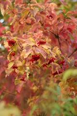autumn leaves tree autumn nature red berry October forest