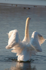 White swans on a colorful lake © mikhailgrytsiv