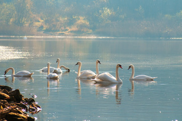 White swans on a colorful lake © mikhailgrytsiv