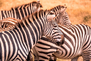 Fototapeta na wymiar Close up portrait from a zebra in herd of zebras with pattern of black and white stripes. Wildlife scene from nature in savannah, Africa. Safari in National Park of Tanzania.