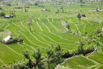 Fototapeta na wymiar Rice plantations in Indonesia.