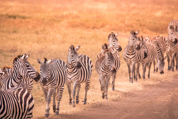 Naklejka na ściany i meble Herd of zebras in african savannah. Zebra with pattern of black and white stripes. Wildlife scene from nature in Africa. Safari in National Park Ngorongoro Crater, Tanzania.